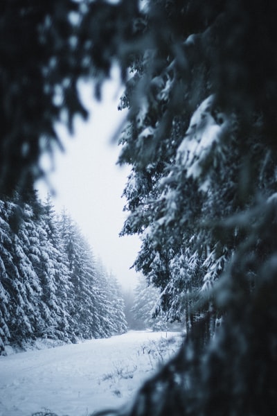 冰雪覆盖的树木在白天
